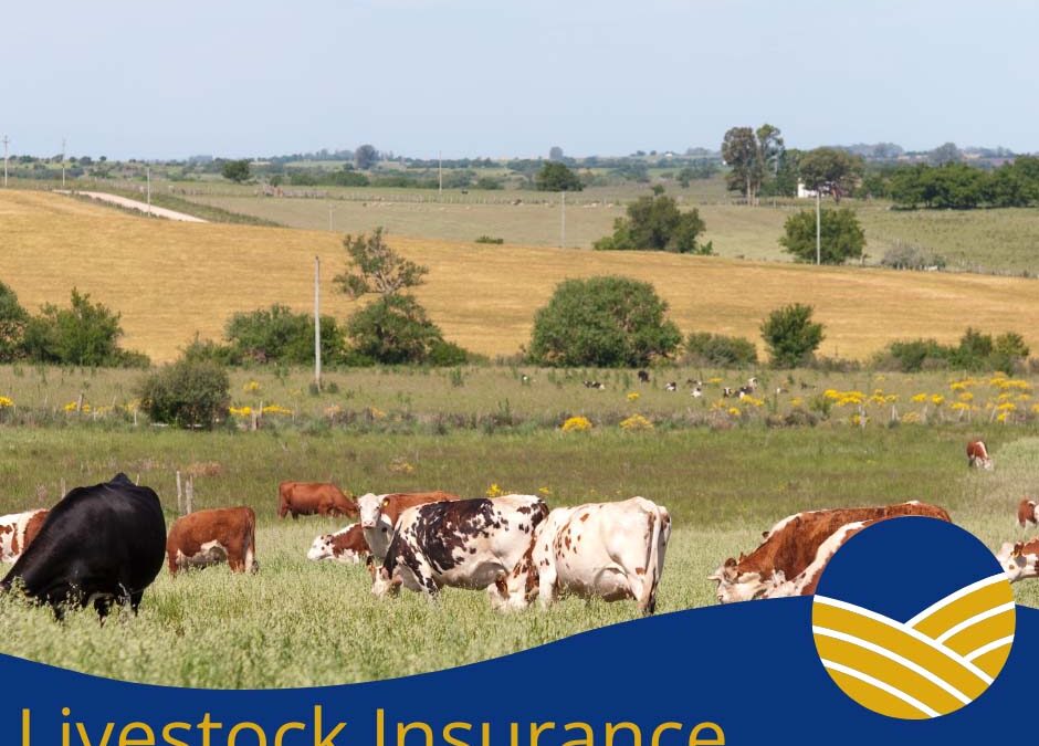 Livestock Insurance