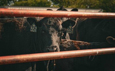 July on the Land: Mid-Summer Insurance Tips for Montana Farmers & Ranchers