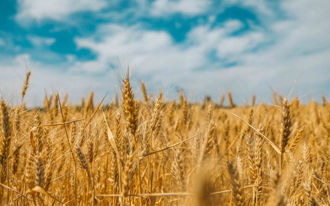 A wide, sunlit wheat field stretches to the horizon. Golden stalks of wheat dominate the foreground, their heads heavy with grain and gently swaying.