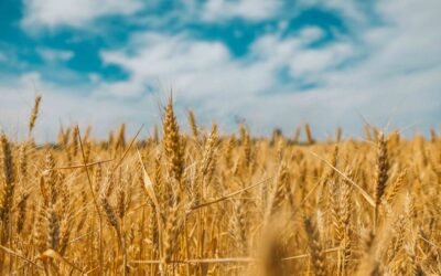 Spring on the Ranch: Why May Is the Perfect Time to Review Your Farm & Ranch Insurance